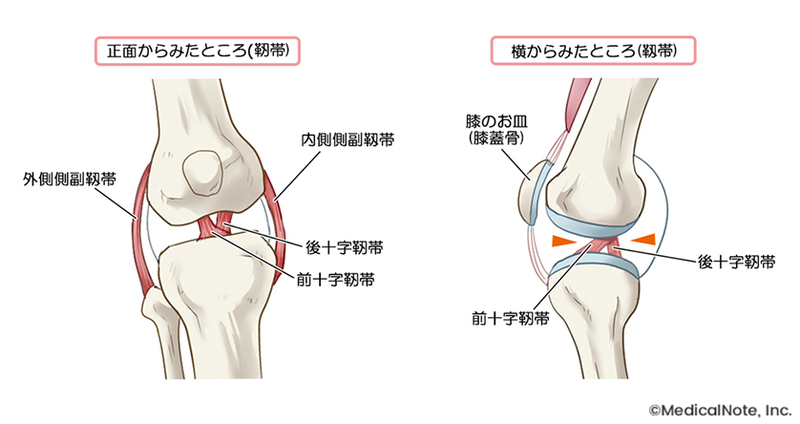 ＊膝関節は靱帯により安定性が保たれている