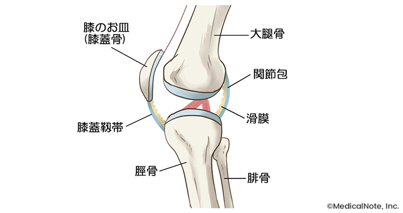 ＊変形性膝関節症の病態