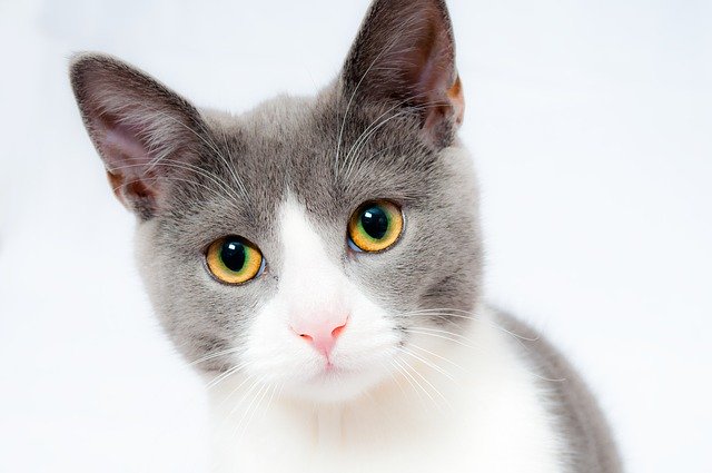 Windowsのメモ帳ソフト Catmemonote の使い方を解説 メモ管理を上手にやろう アプリやwebの疑問に答えるメディア
