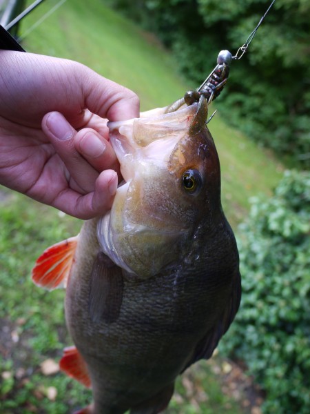 fishing with shisho1 025