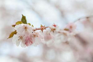 そこはかとなく の意味や由来とは 正しい使い方や類義語 対義語を紹介 カードローン審査相談所