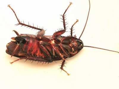ゴキブリはなぜ自然界で重要なのでしょうか?これはあなたが彼らについて知らなかったことです！