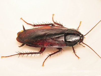 ゴキブリはなぜ自然界で重要なのでしょうか?これはあなたが彼らについて知らなかったことです！