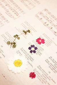 押し花の作り方は 好きな花を綺麗に保存 押し花を使った小物も 女性のライフスタイルに関する情報メディア