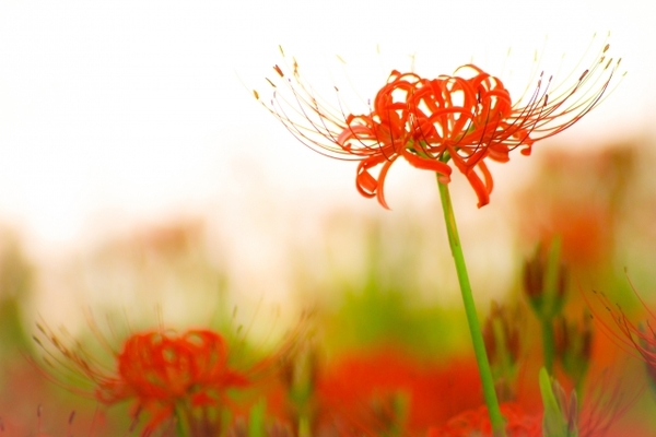 阿部定事件の概要とその後は 愛ゆえの狂気事件の真実に迫る 女性のライフスタイルに関する情報メディア