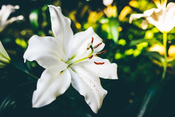 カサブランカの花言葉を色別に紹介！プロポーズや結婚式におすすめ！のイメージ