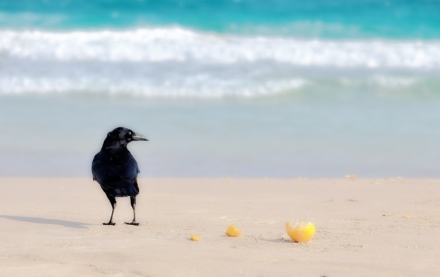 カラスの寿命はどのくらい 身近な存在だけど知らないカラスの生態 女性のライフスタイルに関する情報メディア