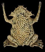 グロすぎるカエル ピパピパ の生態とは 背中からの出産が気持ち悪い 女性のライフスタイルに関する情報メディア