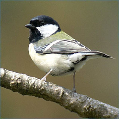 シジュウカラの鳴き声には種類と意味がある 生態や餌 子育てまとめ 女性のライフスタイルに関する情報メディア