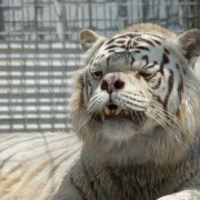動物にダウン症はなかった 犬猫は 動物園の虎やオラウータンまで 女性のライフスタイルに関する情報メディア