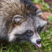 たぬきはペットとして飼育できる 犬との性格の違いや寿命 飼い方まとめ 女性のライフスタイルに関する情報メディア