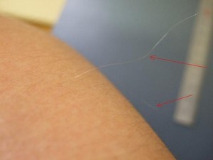 白くて細長い 福毛 宝毛 が生えた 幸運が訪れるって本当 女性のライフスタイルに関する情報メディア