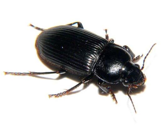 ゴミムシとオサムシの違いは 害虫としての駆除方法も解説 女性のライフスタイルに関する情報メディア ゴミムシとオサムシの違いは 害虫としての駆除方法も解説 女性のライフスタイルに関する情報メディア