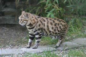 世界一小さい猫 クロアシネコ がかわいい ペットでの値段は 女性のライフスタイルに関する情報メディア