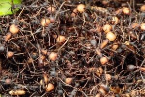 軍隊アリ の生態と天敵 人間も白骨化させる最強アリの捕食動画 女性のライフスタイルに関する情報メディア