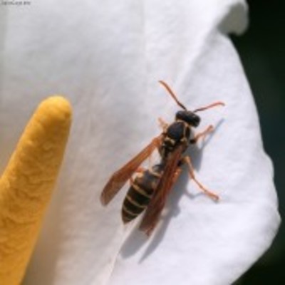 アシナガバチの生態 巣の特徴や種類から毒性や駆除対策まで 刺されたら 女性のライフスタイルに関する情報メディア