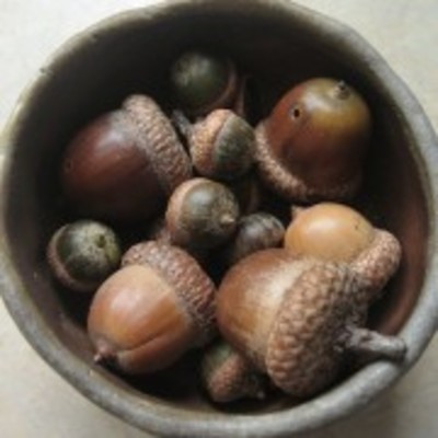 寄生虫 どんぐり虫とは 幼虫 成虫や処理方法まとめ 冷凍保存で駆除 女性のライフスタイルに関する情報メディア 寄生虫 どんぐり虫とは 幼虫 成虫や処理方法まとめ 冷凍保存で駆除 女性のライフスタイルに関する情報メディア