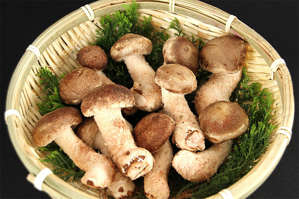 松きのこ がまるで松茸 技術が生んだ人工品種の味とは 女性のライフスタイルに関する情報メディア 松きのこ がまるで松茸 技術が生んだ人工品種の味とは 女性のライフスタイルに関する情報メディア