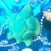 世界海洋デー!LUSHの新作ウミガメの入浴剤「タートル ジェリーボム」を通して社会問題を考える