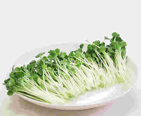 かいわれ大根の栄養と効能は大根以上 加熱すると変わるのか調査 お食事ウェブマガジン グルメノート