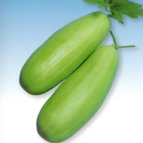 白瓜のおすすめレシピを紹介!品種と選び方のコツと保存の仕方は? | お食事ウェブマガジン「グルメノート」