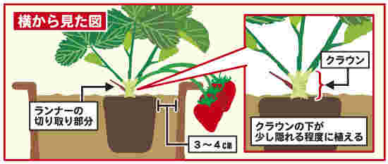 いちごの苗の植え方と育て方のコツ 時期と植え付けの向きは お食事ウェブマガジン グルメノート