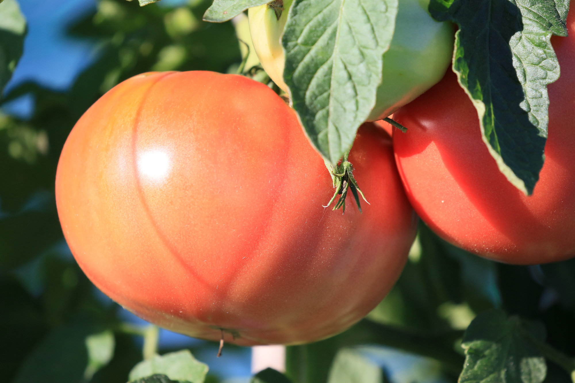 トマトの旬の時期はいつ？最も美味しい季節は夏ではなかった！ | お食事ウェブマガジン「グルメノート」