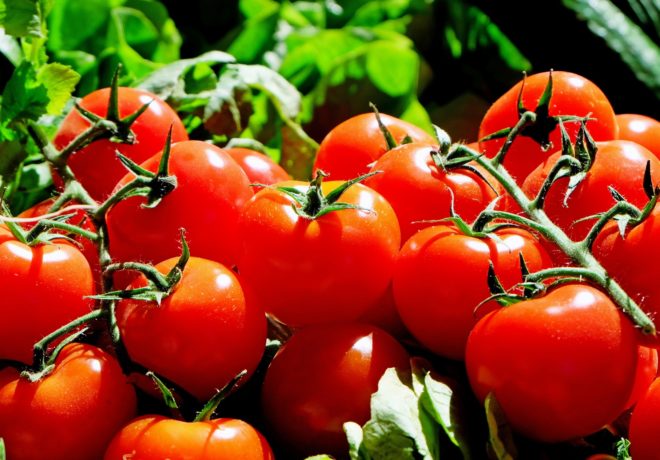 トマトの旬の時期はいつ？最も美味しい季節は夏ではなかった！ | お食事ウェブマガジン「グルメノート」