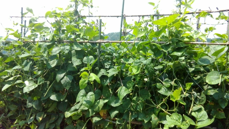 ささげ（大角豆）の秘密を徹底解剖！見た目がインゲンで豆は小豆に似てる？ | お食事ウェブマガジン「グルメノート」