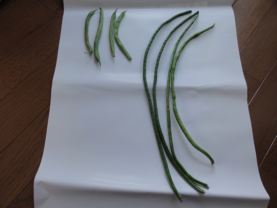 ささげ（大角豆）の秘密を徹底解剖！見た目がインゲンで豆は小豆に似てる？ | お食事ウェブマガジン「グルメノート」