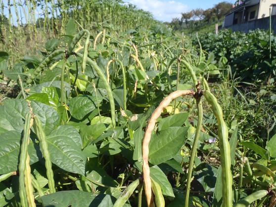 ささげ（大角豆）の秘密を徹底解剖！見た目がインゲンで豆は小豆に似てる？ | お食事ウェブマガジン「グルメノート」