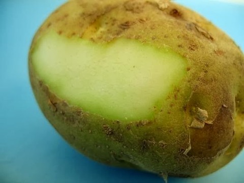 じゃがいもが緑色に！捨てるべき？削ればOK？知っておきたい食中毒リスクと正しい対処法