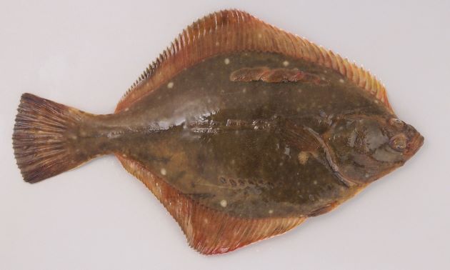 カレイの種類の見分け方と特徴を写真で解説!味や値段も調査! | お食事ウェブマガジン「グルメノート」