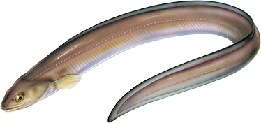 アナゴの捌き方のコツは?締め方やぬめり取り・目打ち方法も解説! | お食事ウェブマガジン「グルメノート」