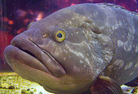 クエとはどんな魚?一度は食べたい高級魚の旬・料理・値段を調査 | お食事ウェブマガジン「グルメノート」