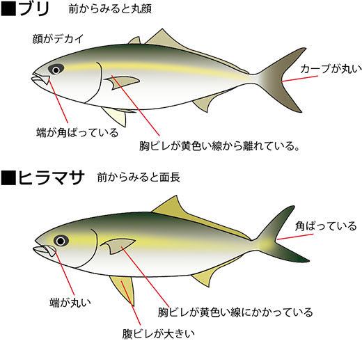 ブリとハマチとカンパチの違いとは?刺身で味の違いがあるのか調査! | お食事ウェブマガジン「グルメノート」