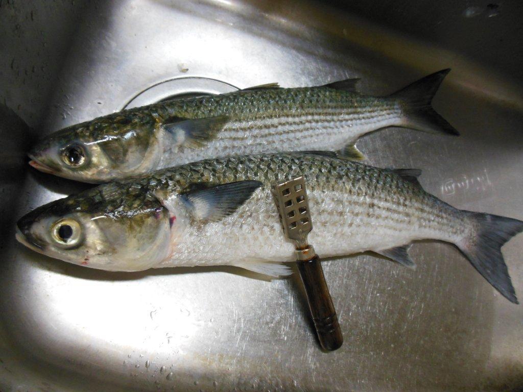 ボラは出世魚で食べられる魚?美味しい食べ方や刺身レシピをご紹介! | お食事ウェブマガジン「グルメノート」