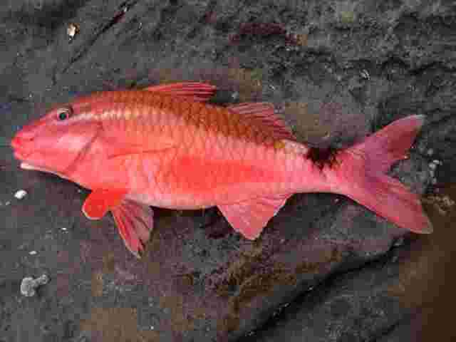 おじさんという魚の正式名称と食べ方は 刺身の味や値段も調査 お食事ウェブマガジン グルメノート