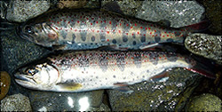 鮭とサーモンと鱒の違いや使い分けを調査!刺身に出来るのは? | お食事ウェブマガジン「グルメノート」