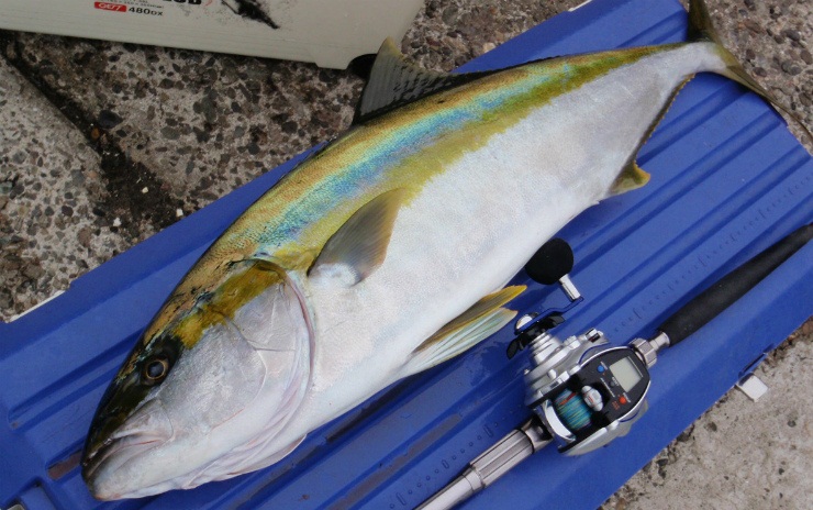 ヒラマサはどんな魚?ブリとの違い・見分け方から値段やレシピまで! | お食事ウェブマガジン「グルメノート」