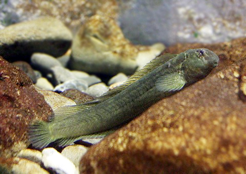 ギンポという魚の食べ方/さばき方は?天ぷら料理が美味しい高級魚! | お食事ウェブマガジン「グルメノート」