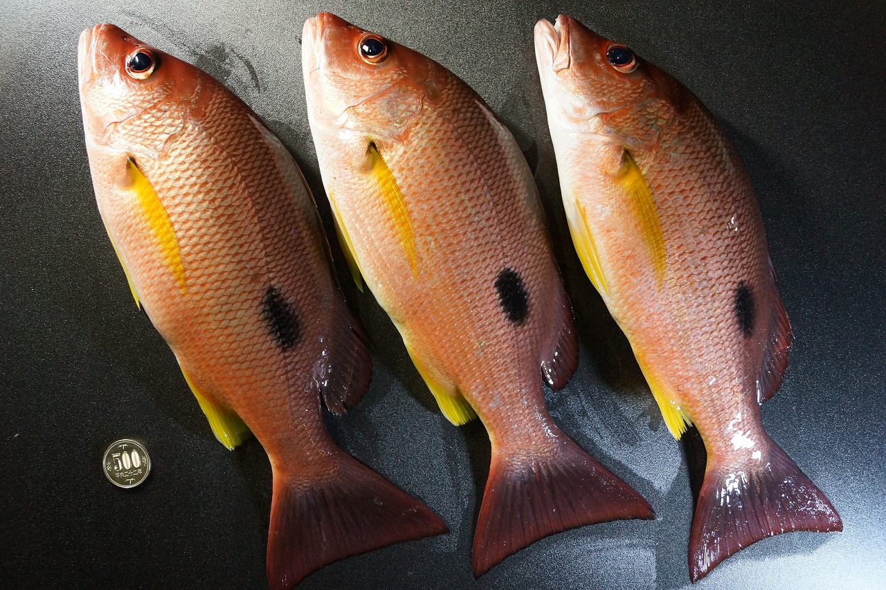 鯛の種類数は?それぞれの味や特徴・料理の仕方を一覧で紹介 | お食事ウェブマガジン「グルメノート」