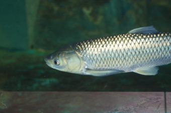 ソウギョを食べる?釣り方は草?日本の巨大淡水魚の生態と料理を紹介 | お食事ウェブマガジン「グルメノート」