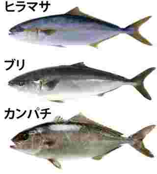 ヒラマサは出世魚 カンパチ ブリとの見分け方と呼び名の順番も紹介 お食事ウェブマガジン グルメノート