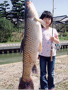 ソウギョを食べる?釣り方は草?日本の巨大淡水魚の生態と料理を紹介 | お食事ウェブマガジン「グルメノート」