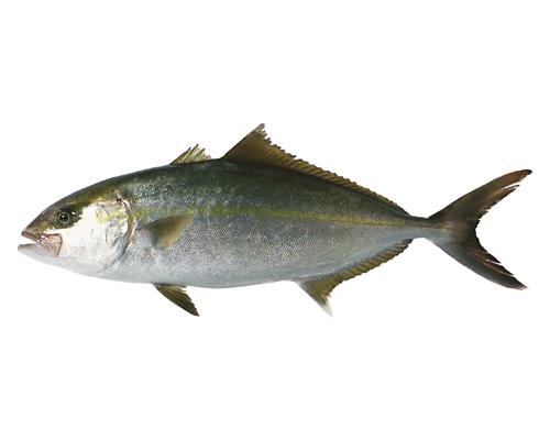 ヒラマサは出世魚?カンパチ・ブリとの見分け方と呼び名の順番も紹介! | お食事ウェブマガジン「グルメノート」
