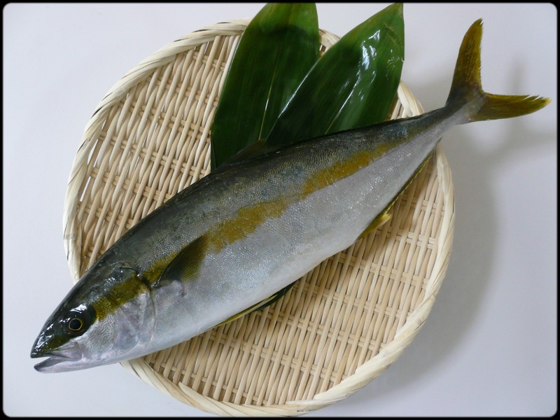 ヒラマサの刺身の切り方を解説!寝かせる熟成方法や日持ちも! | お食事ウェブマガジン「グルメノート」
