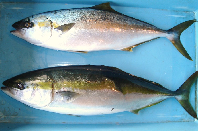 ヒラマサの刺身の切り方を解説!寝かせる熟成方法や日持ちも! | お食事ウェブマガジン「グルメノート」