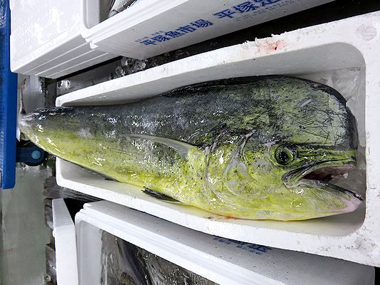 シイラという魚の別名はマヒマヒ!栄養や刺身・白身の味を調査! | お食事ウェブマガジン「グルメノート」