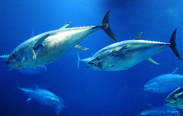 マグロには種類とランクがある？特徴と見分け方や味と値段を比較調査！ | お食事ウェブマガジン「グルメノート」